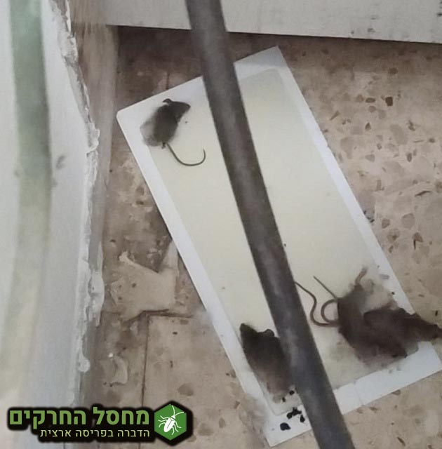 הדברה נגד חולדות בבניין עם מלכודות דבק