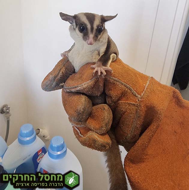 לכידת סנאי מעופף בבית